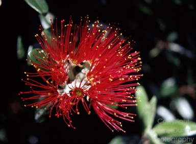 Tony Dunn; Pohutakawa Flower